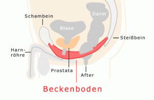 Beckenboden Anatomie Mann